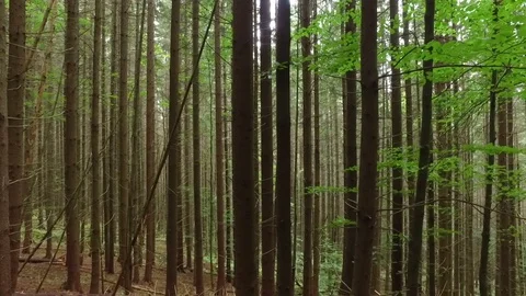 A dense pine forest. Panoramic videography Video stock 73417692