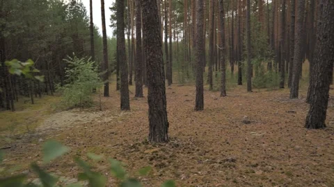 Dense Pine Forest Rack Focus and Slow Pan – Late Summer Overcast Light Vídeo Stock 343130738