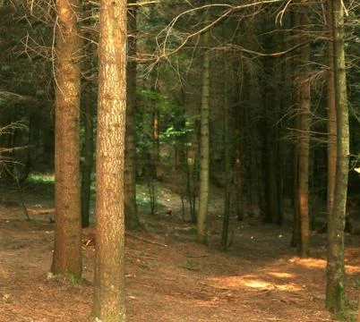 Dense pine forest. Scenic area. Picturesque beautiful nature. Stock Photos