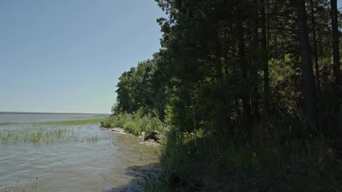 Dense pine forest shoreline meeting the edge of a wide lake under clear skie Stock Footage 337389232