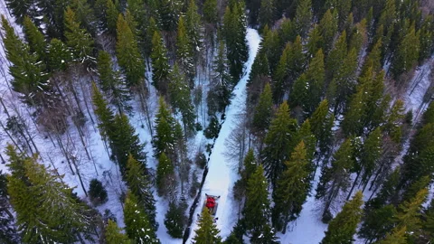 Dense pine forest with snow covered pathway, Rhodope mountains Stock Footage 346391520