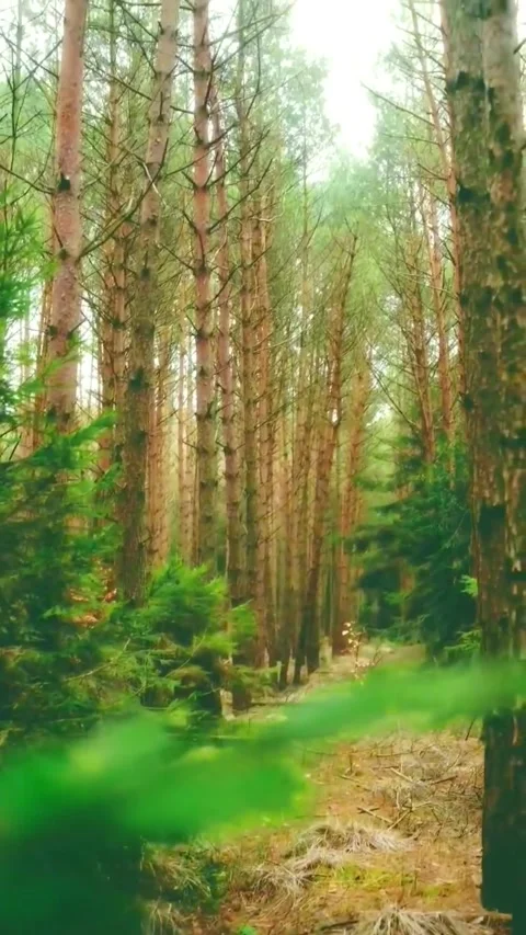 Dense pine forest with soft sunlight filtering through the tall tree trunks Stock Footage 337322961