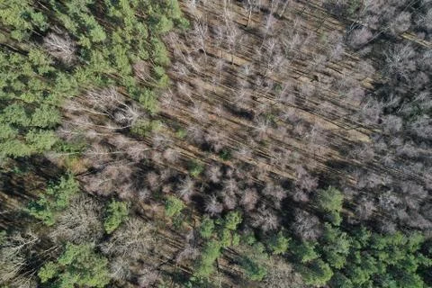 Dense pine forest in spring top view aerial photography from a drone Stock Photos