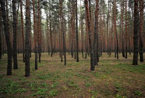 Dense Pine Forest with Straight Trunks and Green Forest Floor Stock Photos