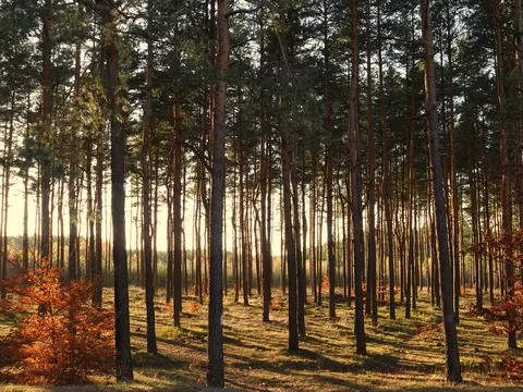 Dense Pine Forest with Sunlight and Autumn Leaves Stock Photos