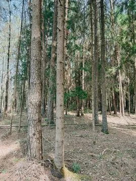 Dense Pine Forest with Sunlight and Natural Woodland Texture 库存照片