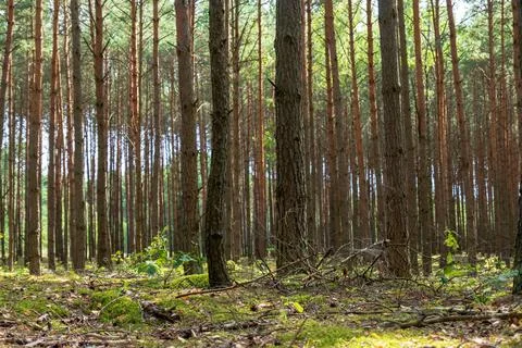 Dense Pine Forest with Sunlight Filtering Through in Nowy Lubiel, Poland Stock Photos
