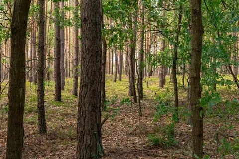 Dense Pine Forest with Sunlight Filtering Through in Nowy Lubiel, Poland Stock Photos
