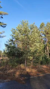 Dense pine forest with sunlight glow Stock Photos