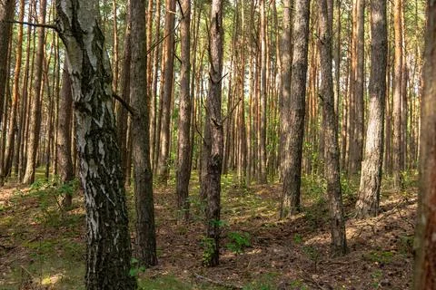 Dense Pine Forest with Sunlit Canopy in Nowy Lubiel, Poland Stock Photos