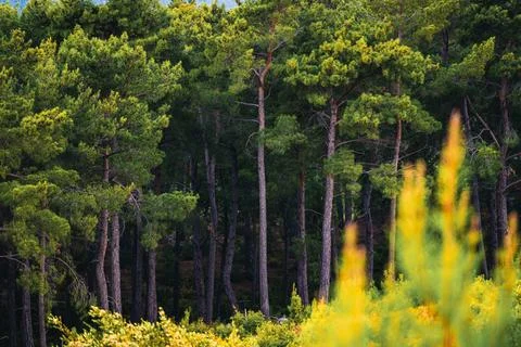 Dense pine forest with sunlit foreground and natural green background 스톡 사진