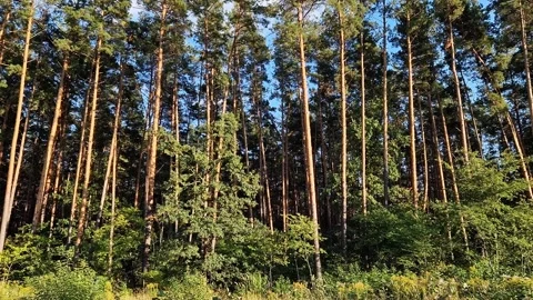 Dense pine forest at sunset, nature, tall pine trees Stock Footage 346248493