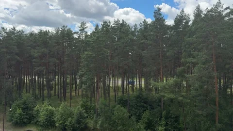 A dense pine forest with tall green trees under a cloudy blue sky Stock Footage 338361779