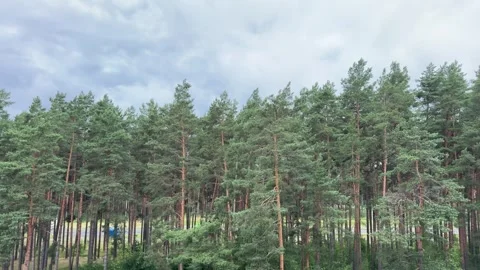 Dense pine forest with tall green trees and brown trunks  Stock Footage 340261139