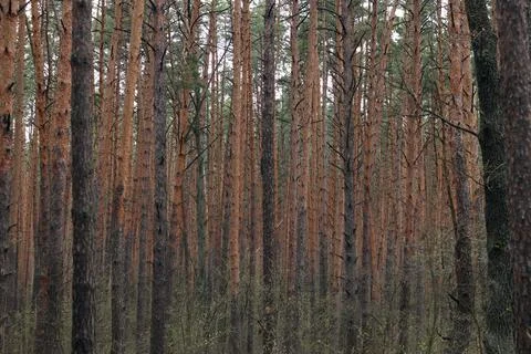 Dense pine forest with tall slender trees. Landscape Stockfoto's