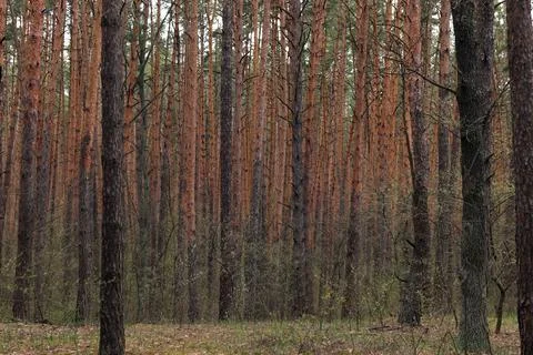 Dense pine forest with tall slender trees. Landscape Stockfoto's