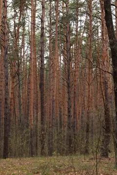 Dense pine forest with tall slender trees Stockfoto's