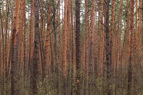 Dense pine forest with tall slender trees. Landscape Stockfoto's