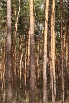 Dense pine forest with tall slender trees. Landscape of a pine forest Stockfoto's