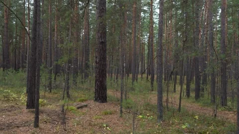 Dense pine forest with tall trees and leaf-covered ground Stock Footage 347740193