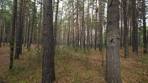 Dense Pine Forest with Tall Trees and Brown Fallen Leaves Covering Ground Stock Footage 347741017