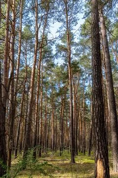 Dense Pine Forest with Tall Trees Stock Photos