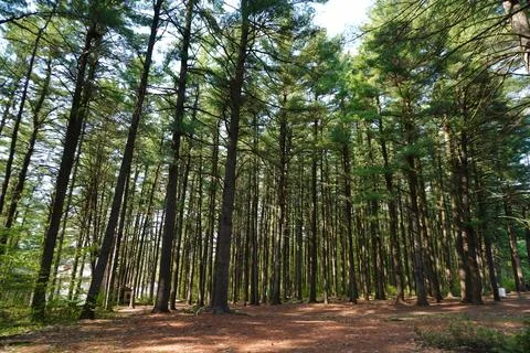 Dense pine forest with tall trees and sunlit floor captured from a low angle Stock-Fotos