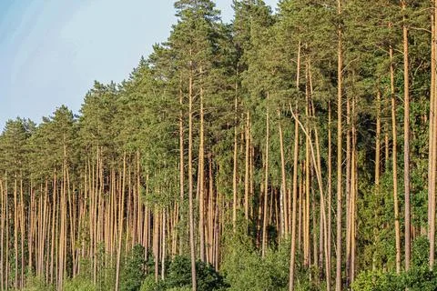 Dense pine forest with tall trees bathed in warm, golden sunlight Stock Photos