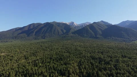 Dense Pine Forest Terrain Pirin Bulgaria Aerial Stock Footage 343794317