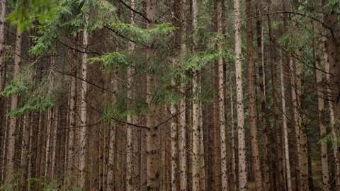 Dense pine forest tilt shot Stock Footage 125935966