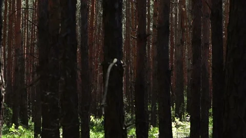 Dense pine forest. tree trunks Stock Footage 89762435