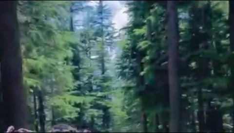 Dense pine forest trees and pathway in natural mountain woodland Stock Footage 345634881