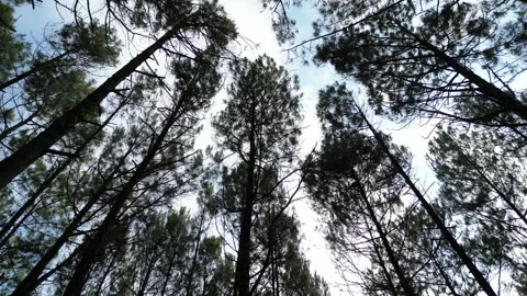 Dense pine forest trees on the mountain hills Stock-Footage 290923578