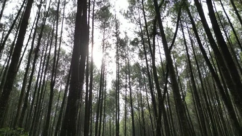 Dense pine forest trees on the mountain hills Stock-Footage 290924404