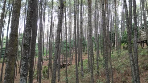 Dense pine forest trees on the mountain hills Stock-Footage 290926520
