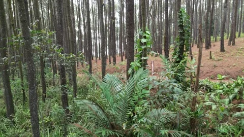Dense pine forest trees on the mountain hills. Stock-Footage 290926874