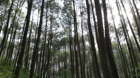 Dense pine forest trees on the mountain hills Stock-Footage 290927840
