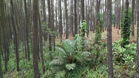 Dense pine forest trees on the mountain hills. Video stock 290928569