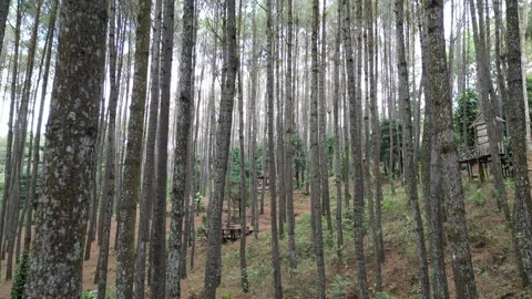Dense pine forest trees on the mountain hills Video stock 290929989