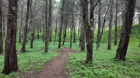 Dense pine forest trees at mountain hills with dirt road Vídeo Stock 346836920