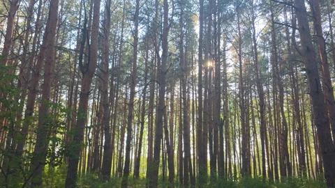 Dense pine forest trunks landscape Stock Footage 339079185