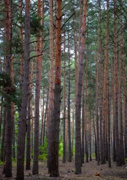 Dense pine forest. Trunks of ship pines. Tall conifers. Forest of Carpathian  Stock Photos