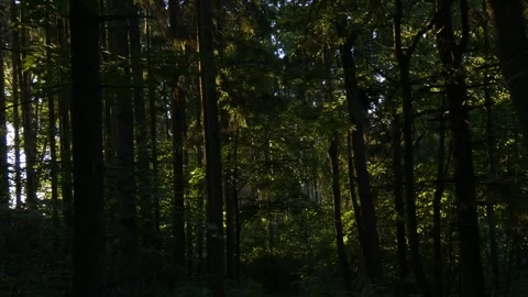Dense pine forest trunks with sun patches on green undergrowth 库存影片 339879221