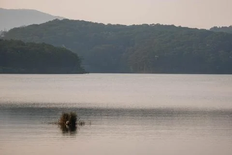 Dense Pine Forest at Tuyen Lam Lake Shore Stock Photos