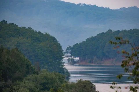 Dense Pine Forest at Tuyen Lam Lake Shore Fotos de archivo