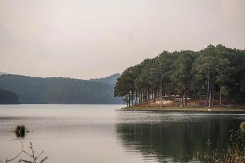 Dense Pine Forest at Tuyen Lam Lake Shore Stock Photos