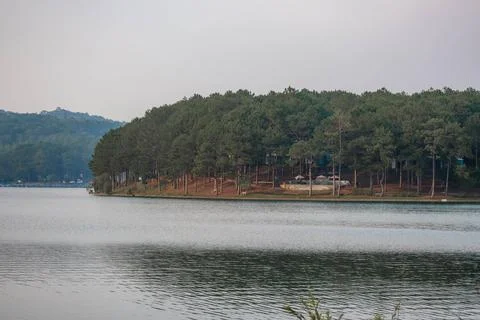 Dense Pine Forest at Tuyen Lam Lake Shore Stock-Fotos