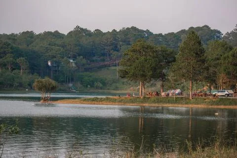 Dense Pine Forest at Tuyen Lam Lake Shore Stock-Fotos