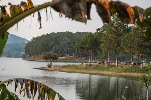 Dense Pine Forest at Tuyen Lam Lake Shore Stockfoto's