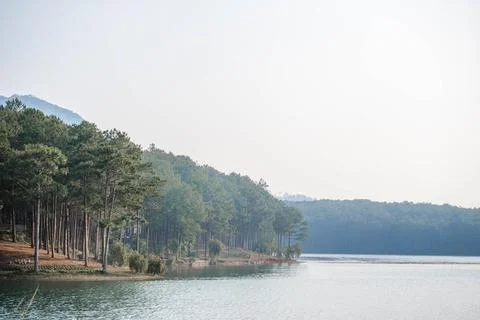 Dense Pine Forest at Tuyen Lam Lake Shore Stock Photos